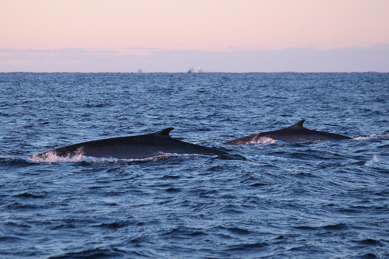 fin whales