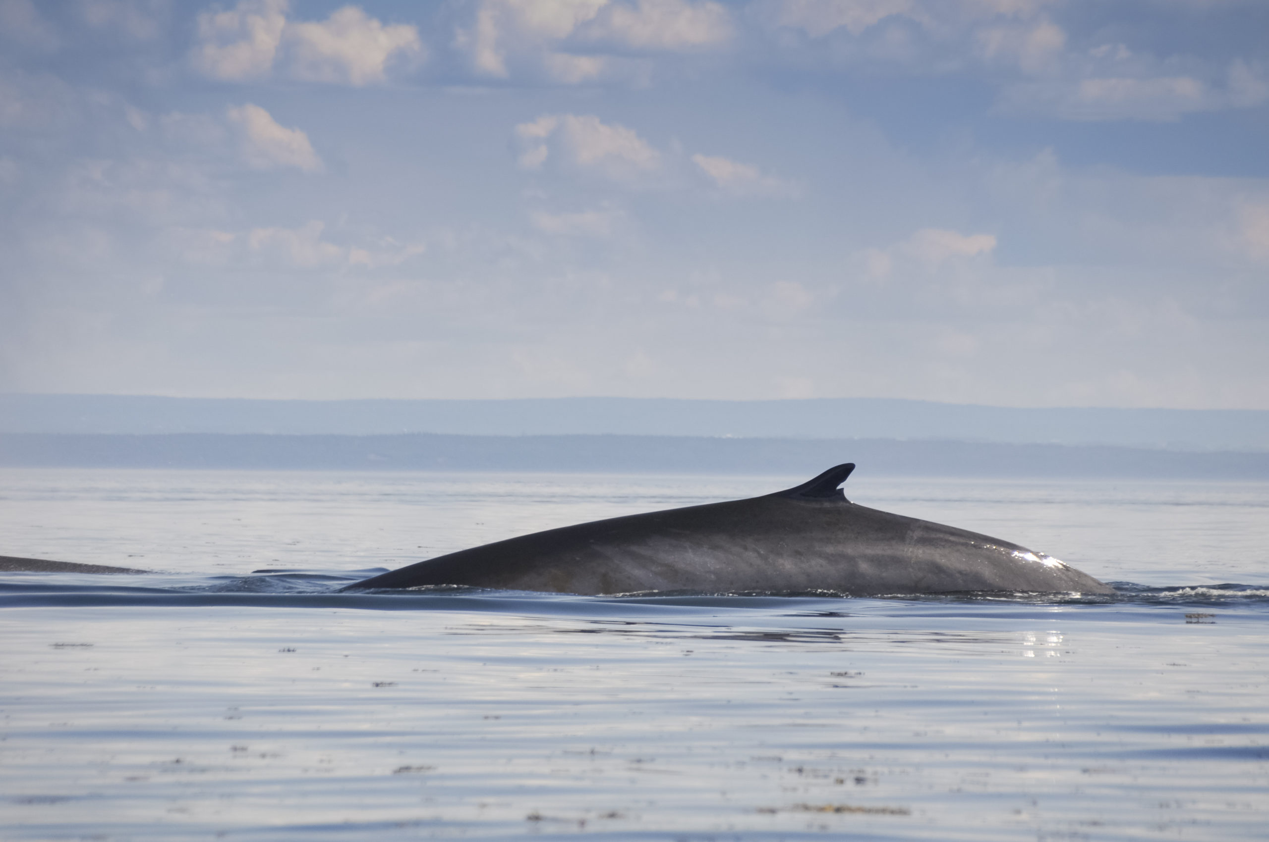 Fin whale