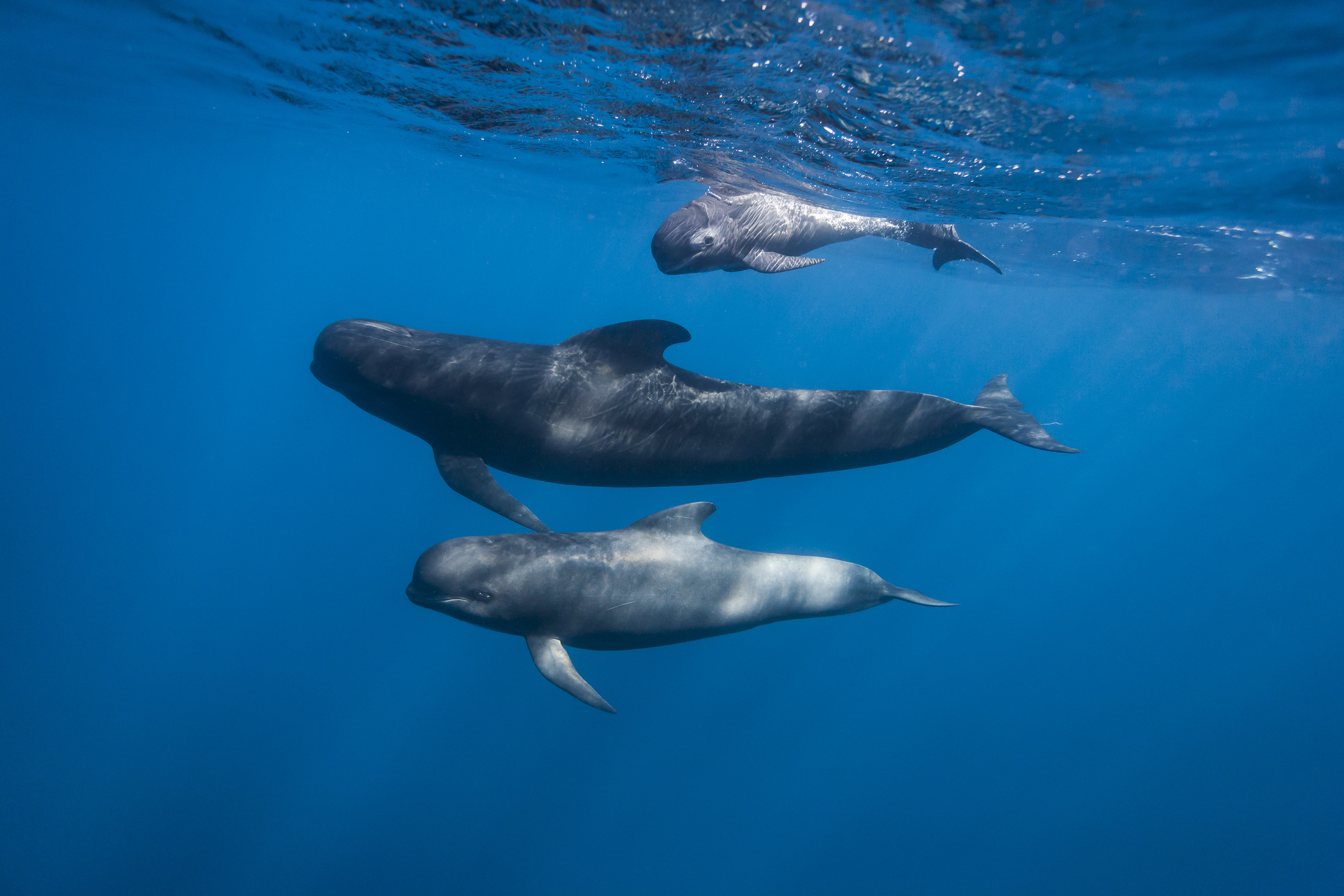 Pilot whales