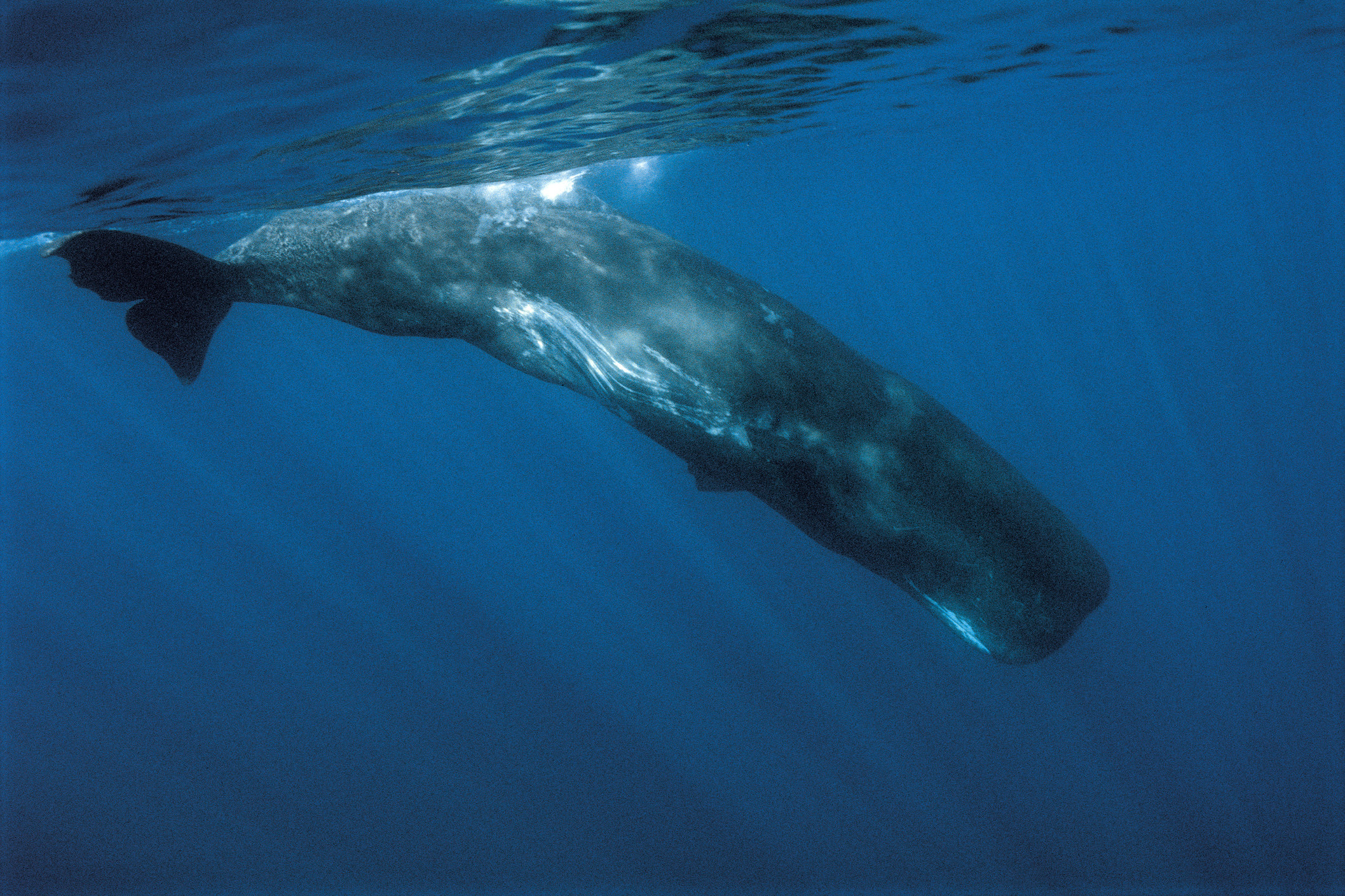 Sperm whale