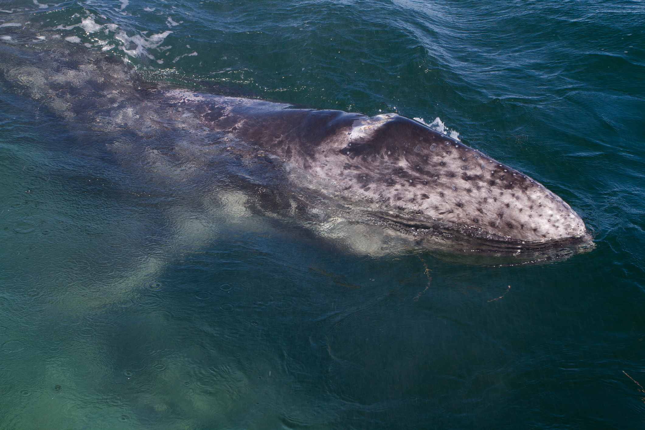 Grey whales