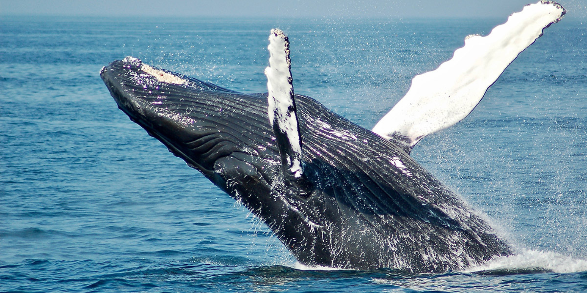 Humpback whales