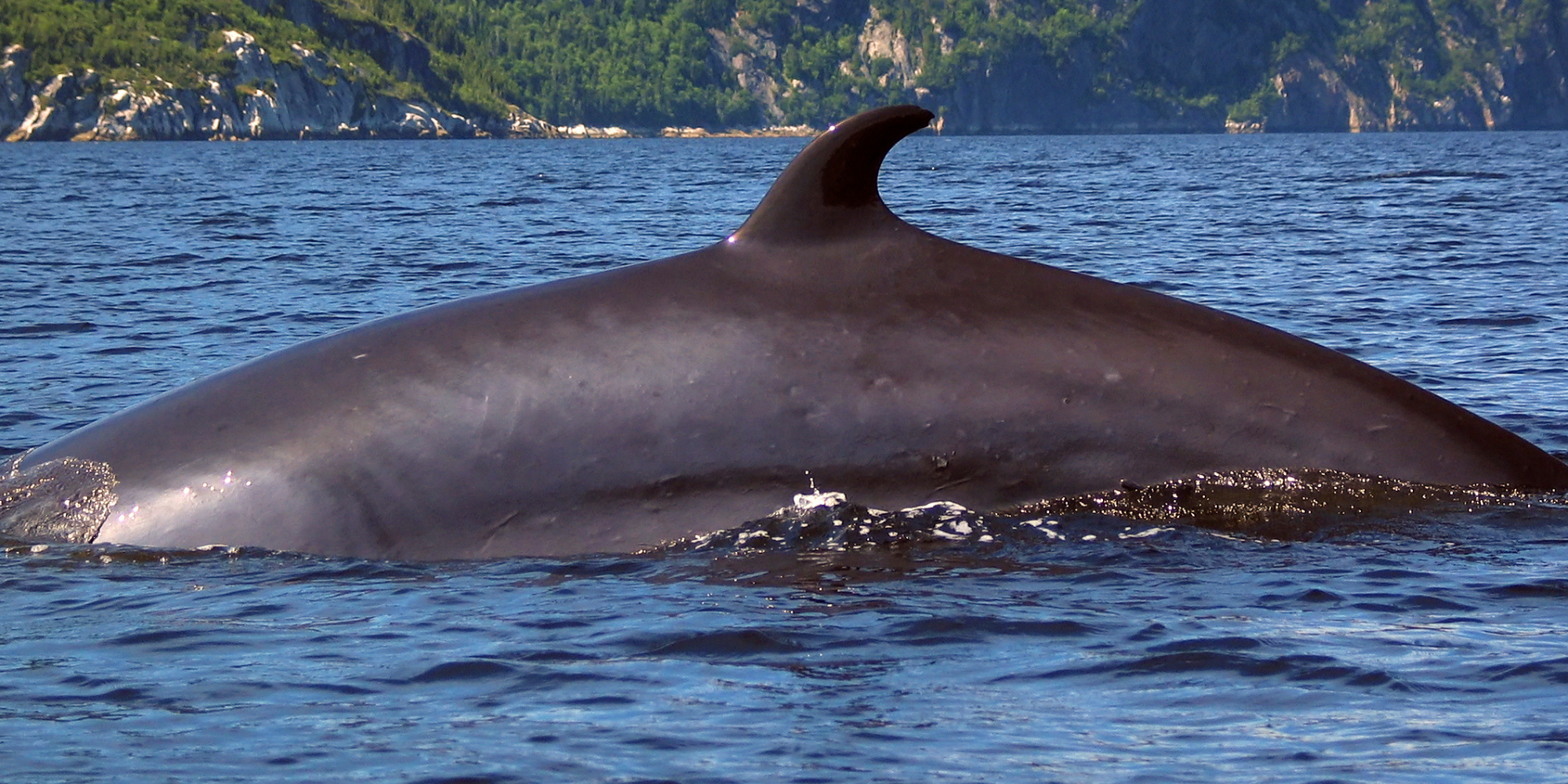 Minke whale