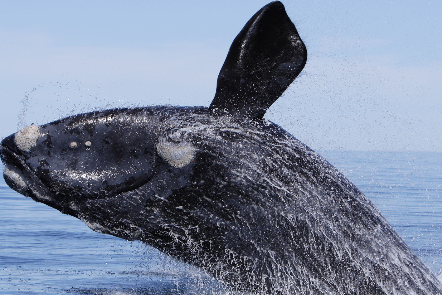 right whales