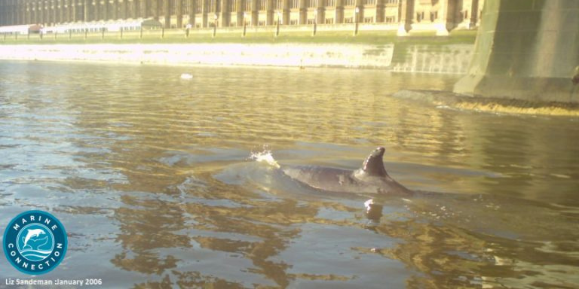 Thames Whale