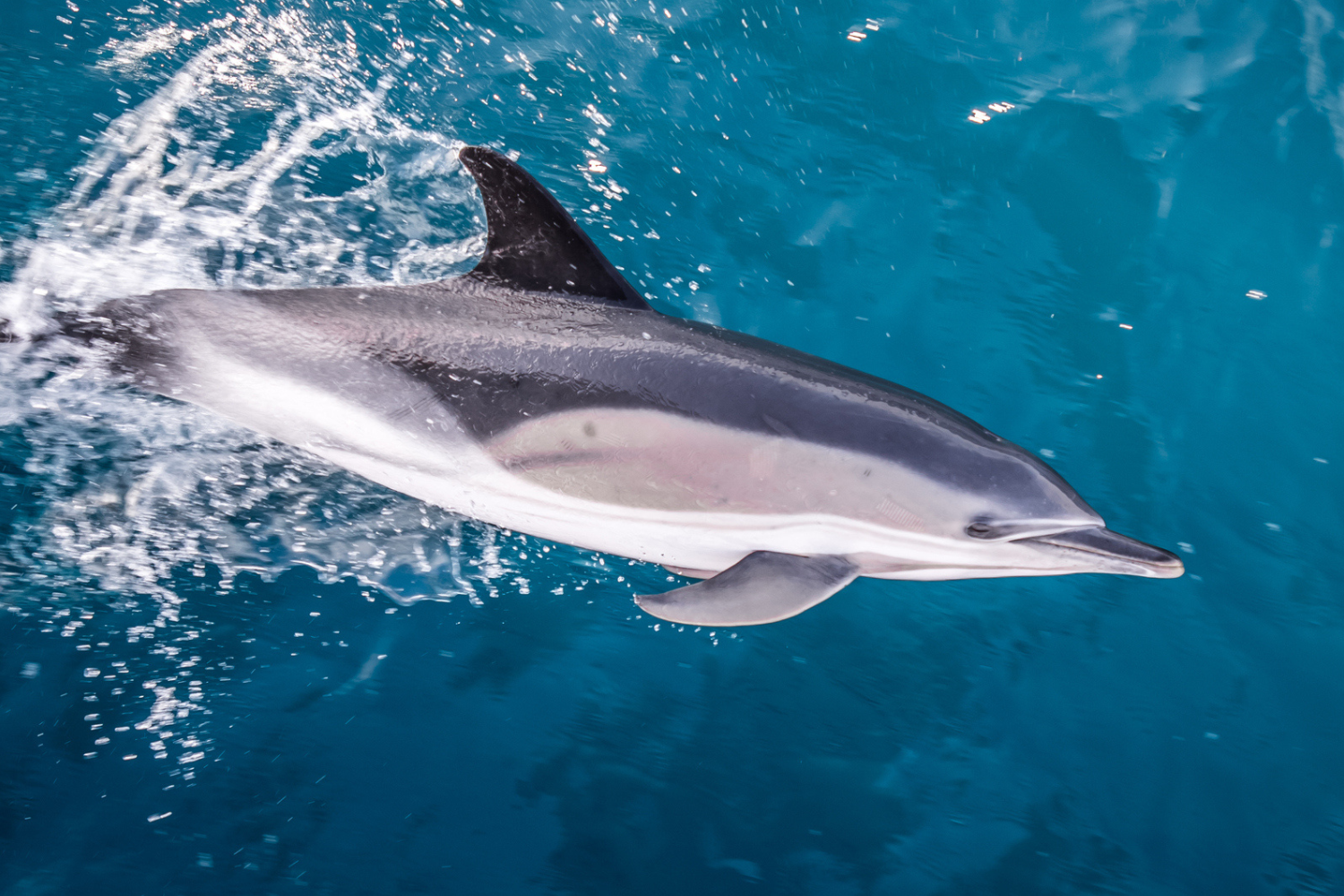 Common dolphin