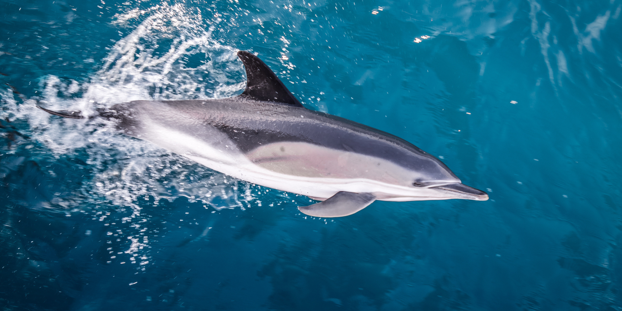 Common dolphin