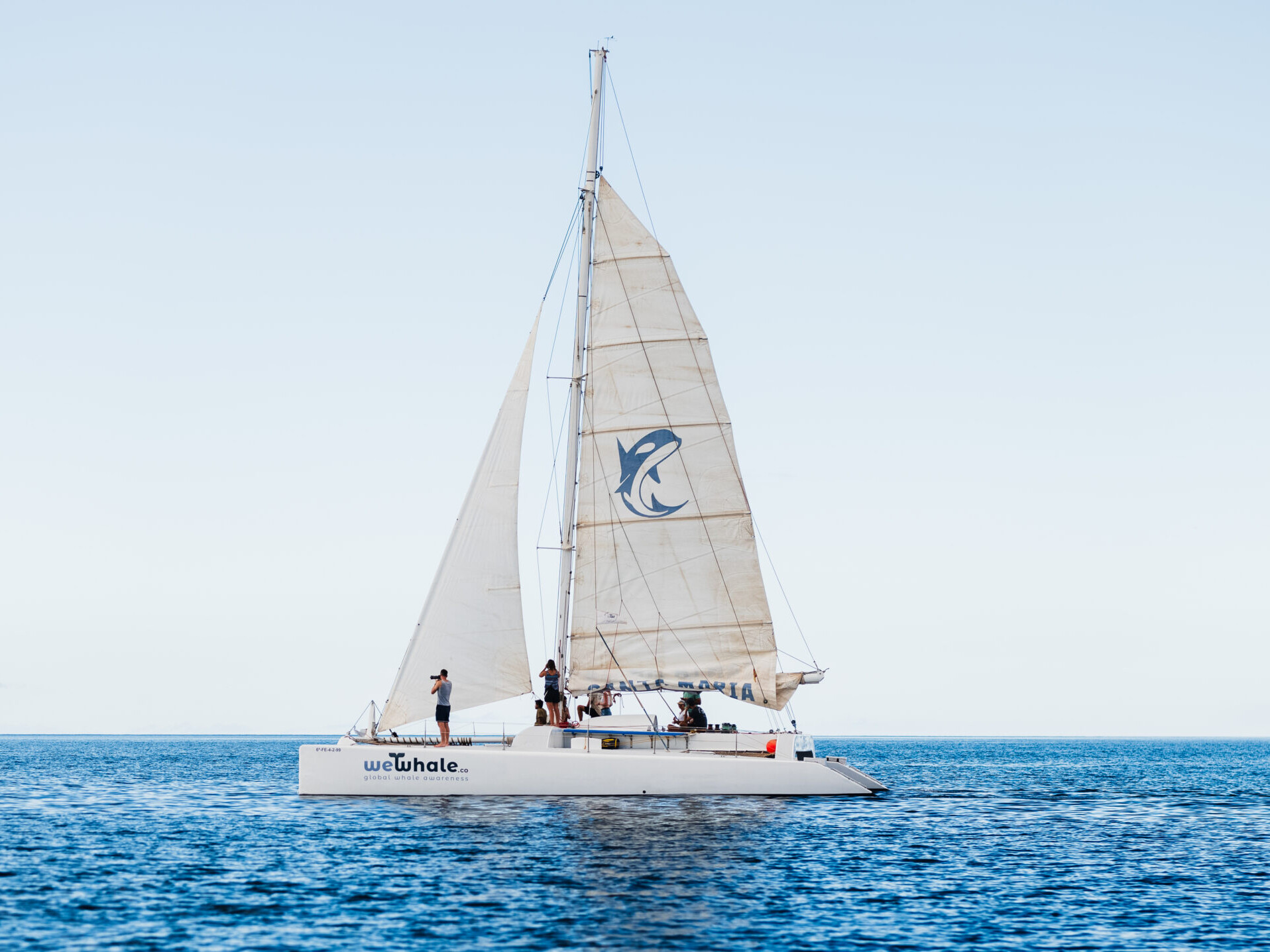 private whale and dolphin watching experience in Lanzarote