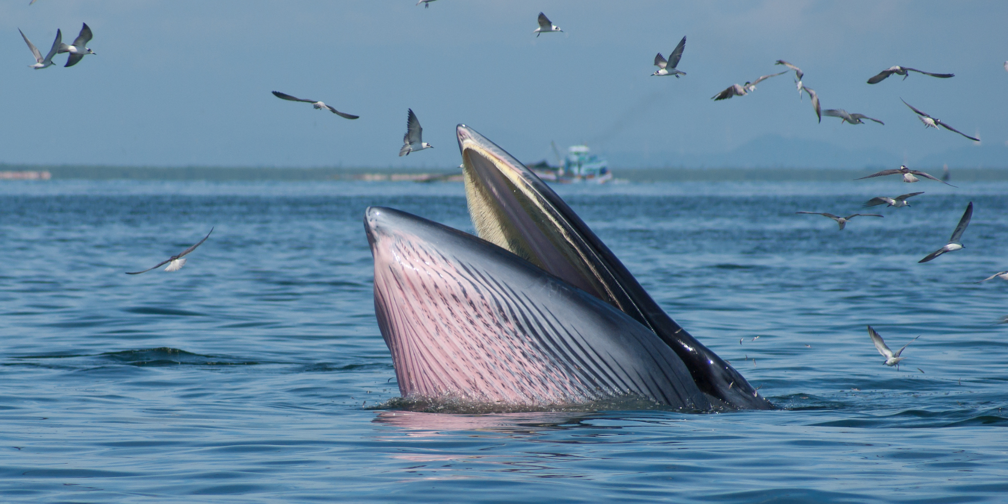 Bryde's whale