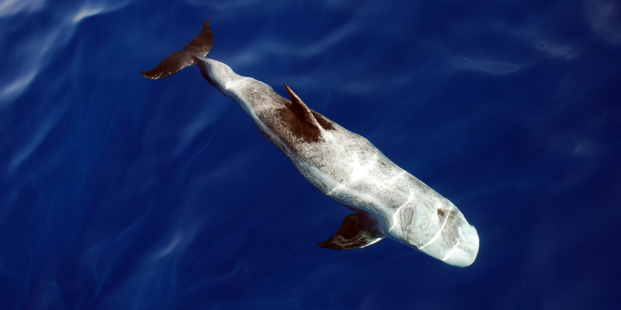 Risso's dolphins