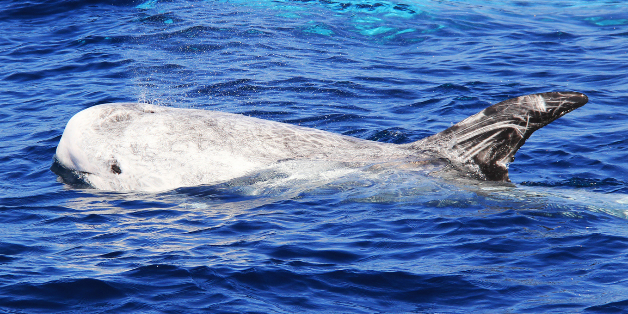 Risso's dolphin