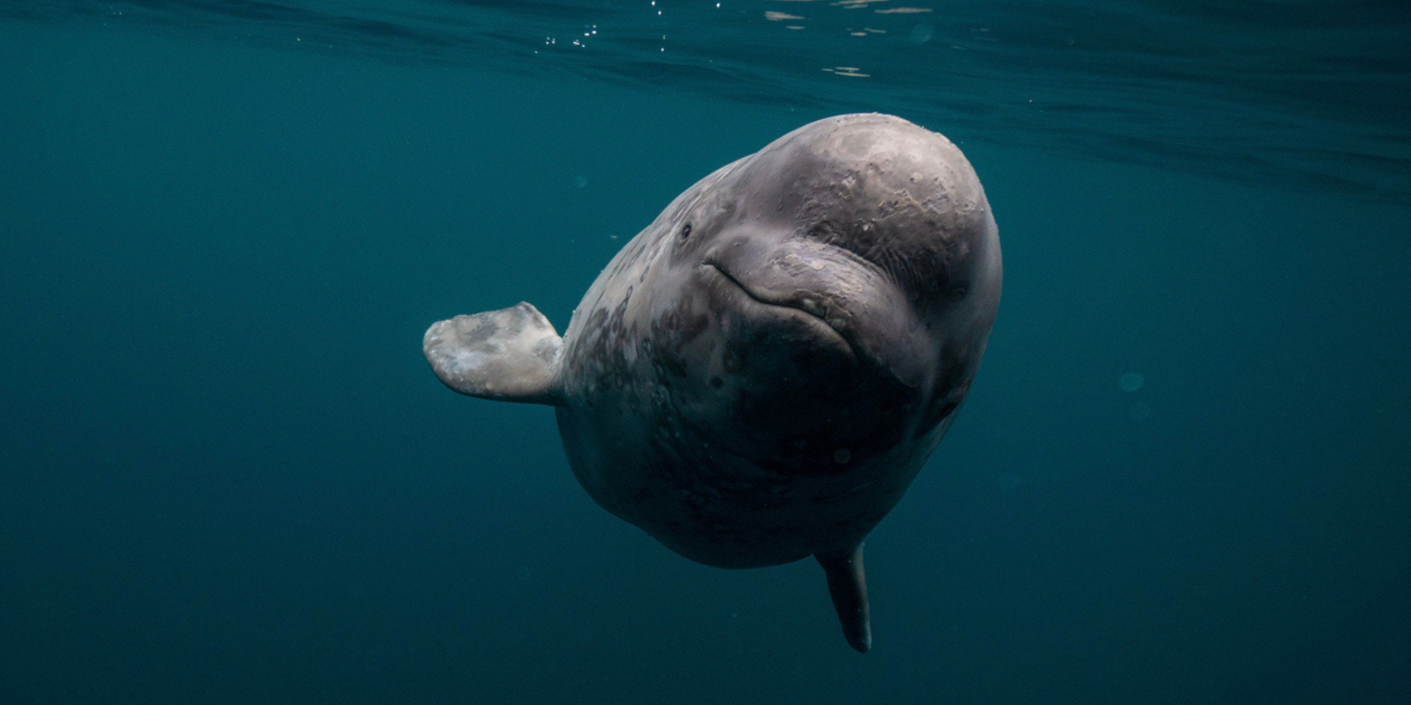 beluga whale