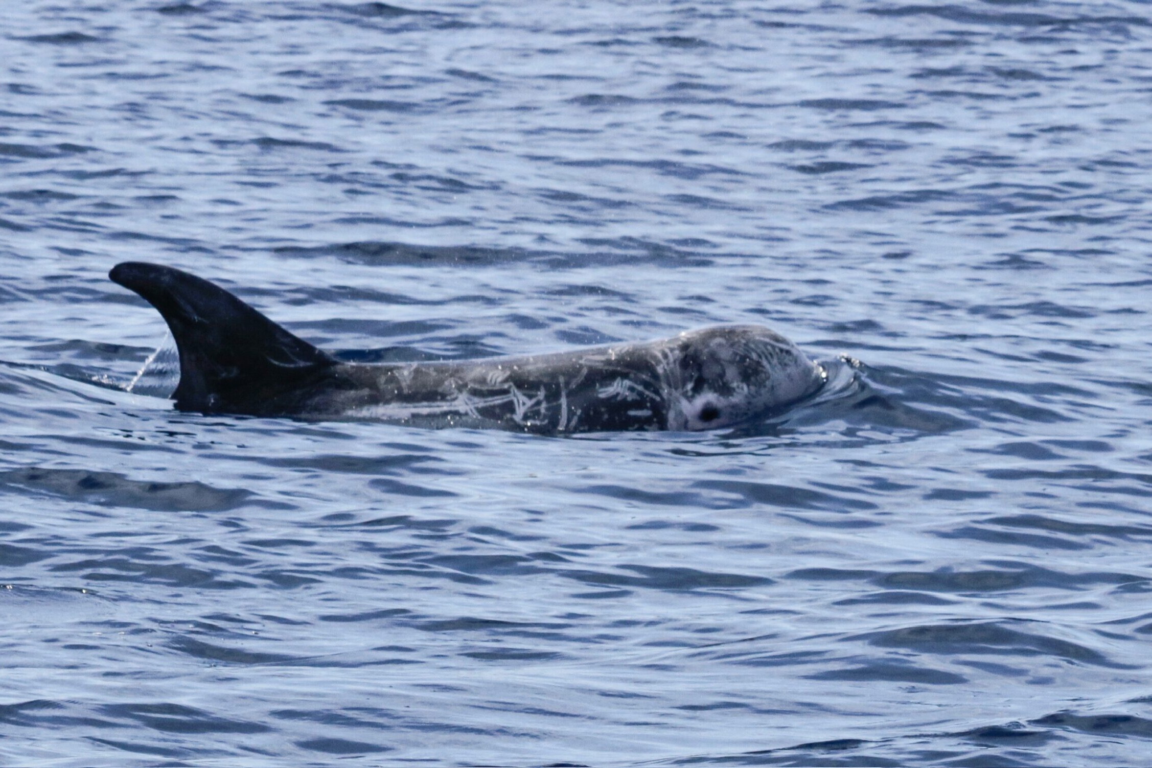 Lanzarote whale and dolphin observation