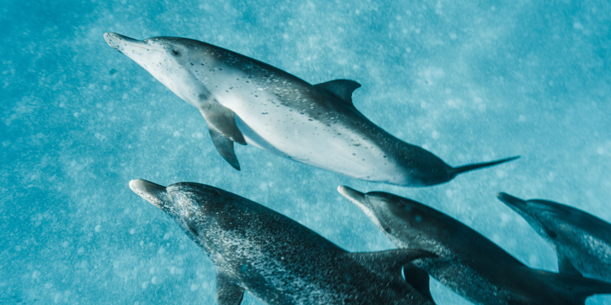 Atlantic spotted dolphins