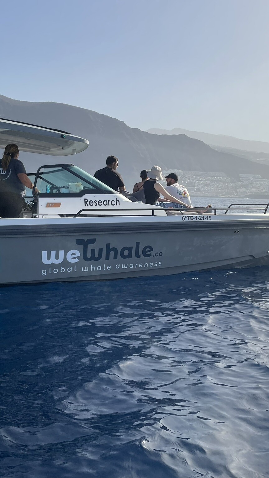 Tenerife shared whale dolphin