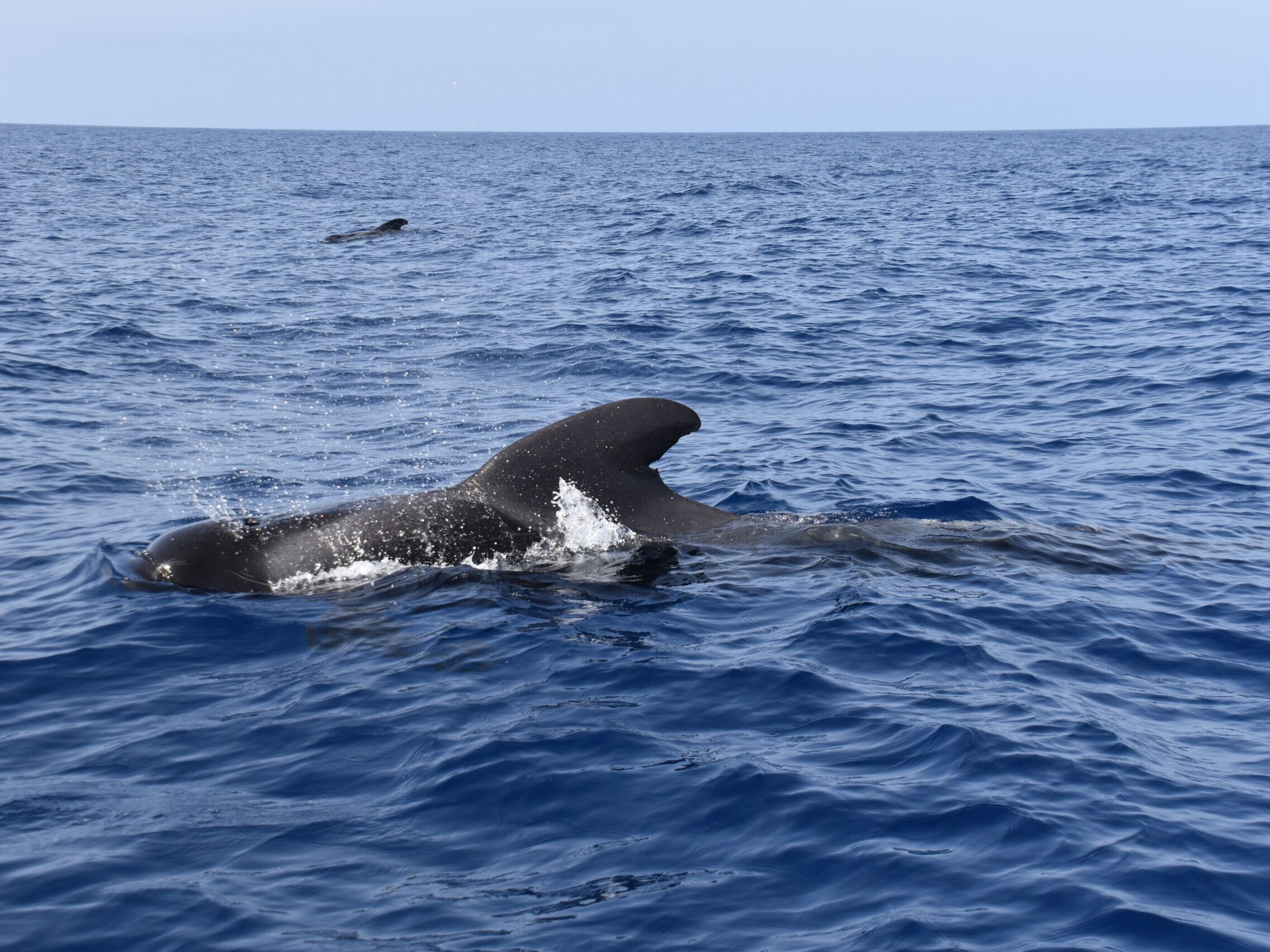 Tenerife shared whale dolphin