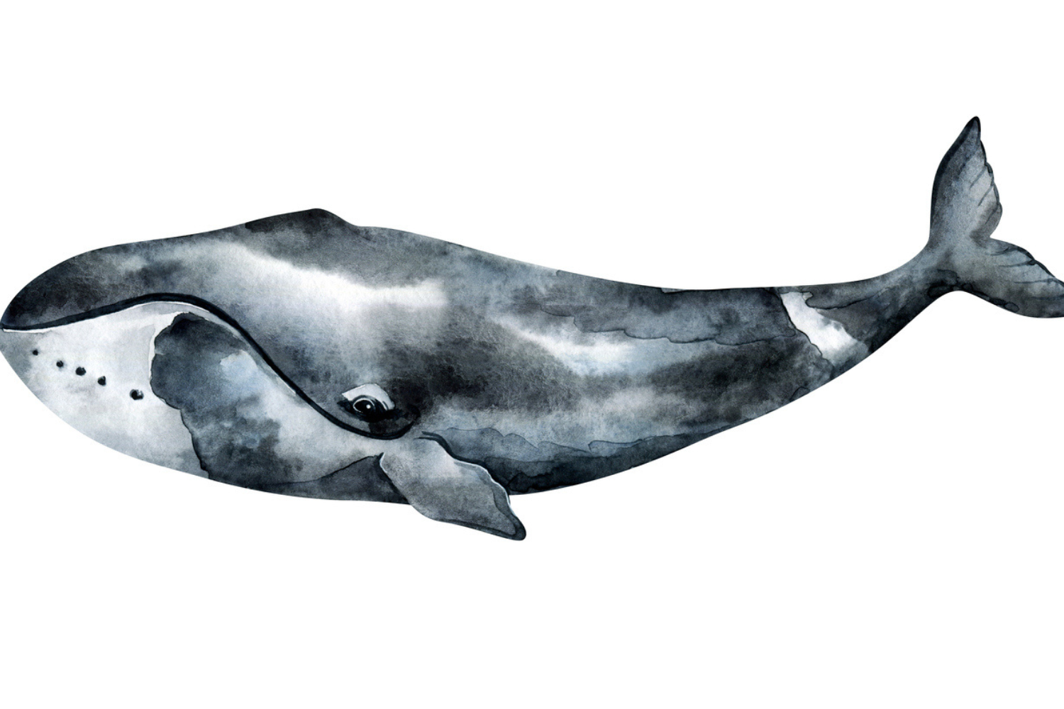 bowhead whale