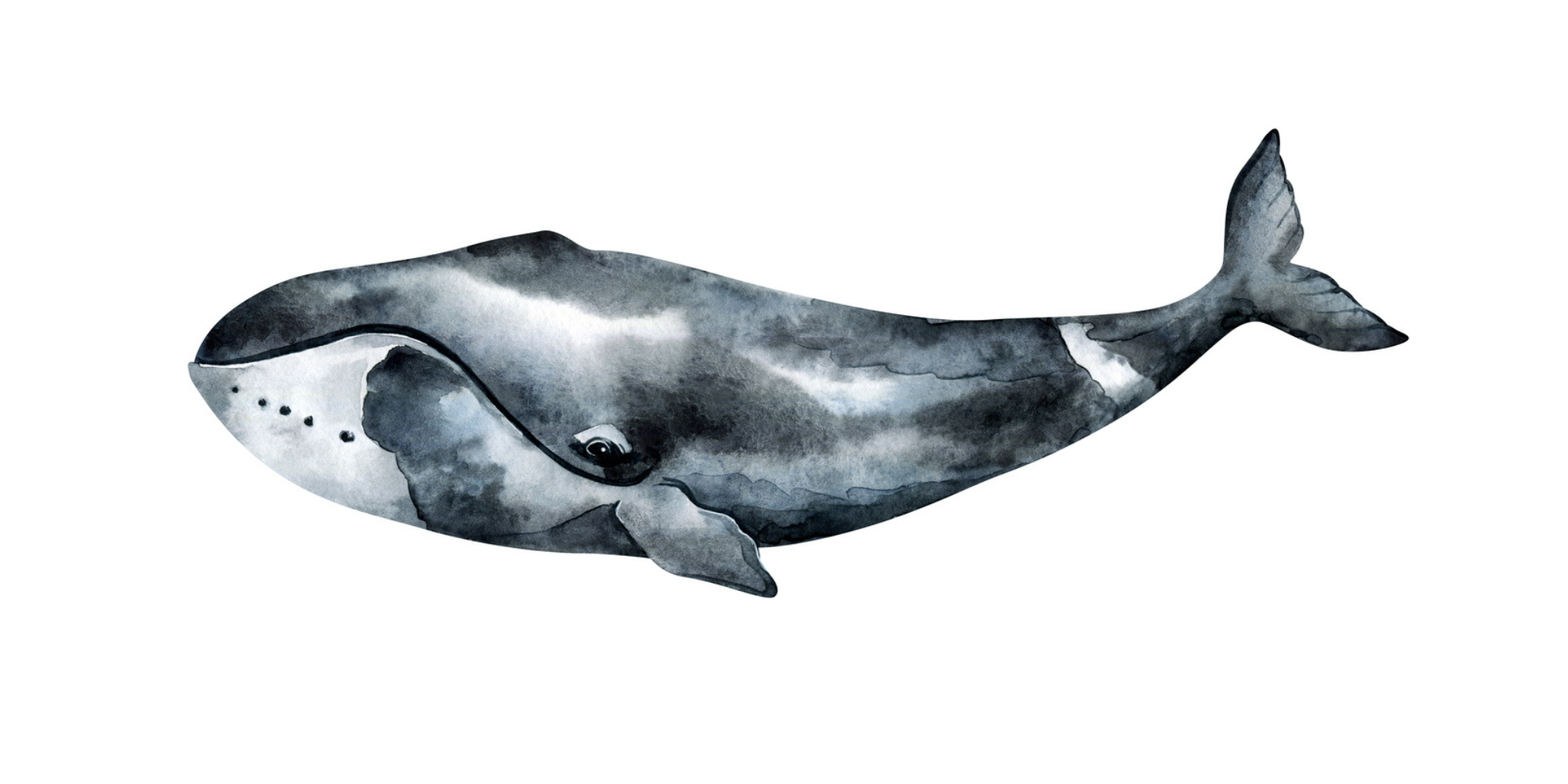 bowhead whale 