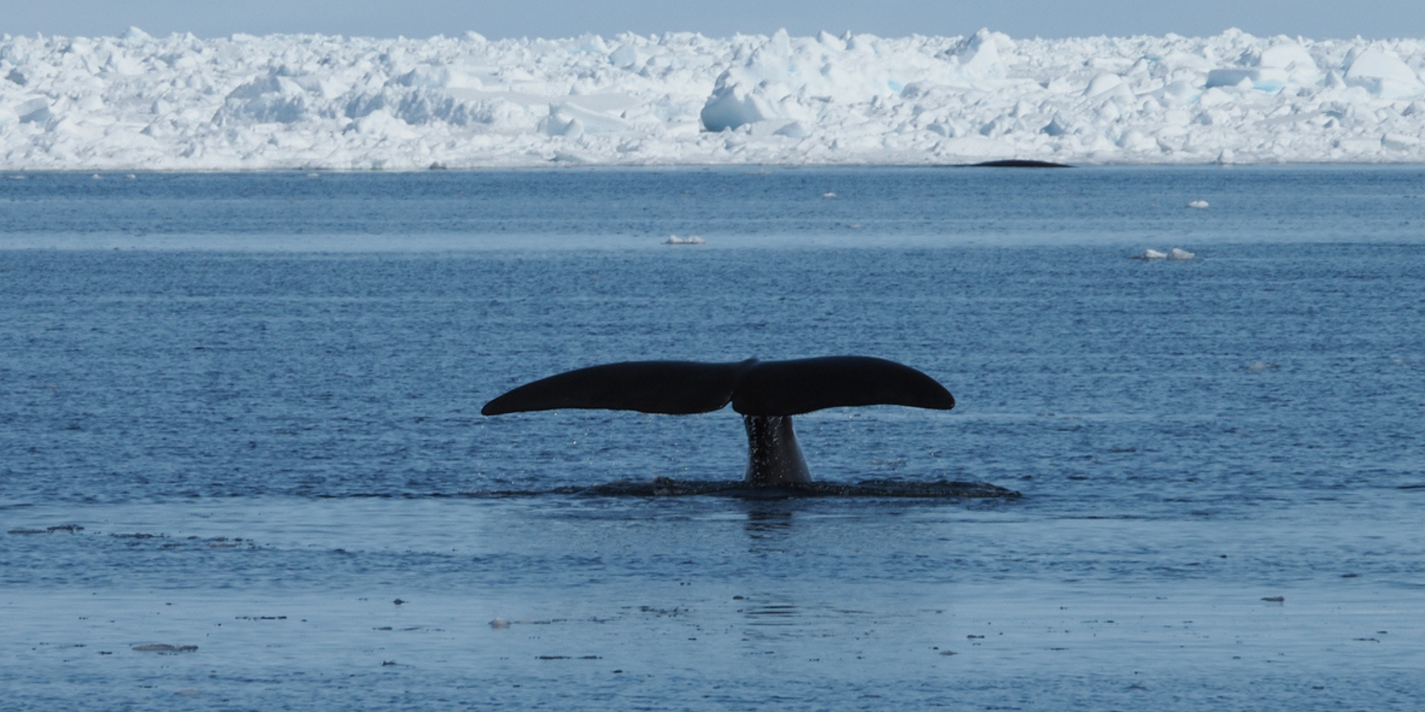 bowhead whale 