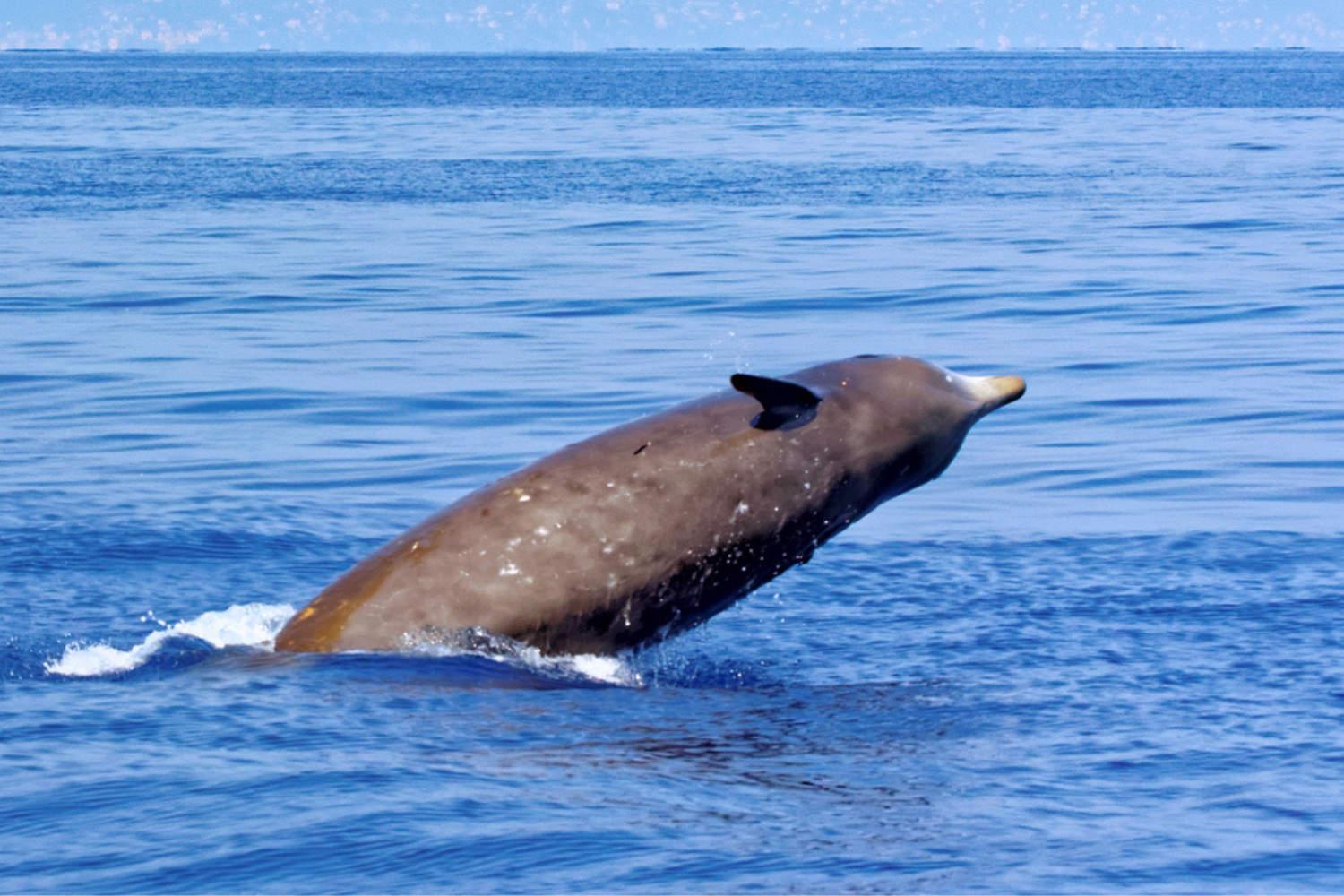 Cuvier's beaked whale