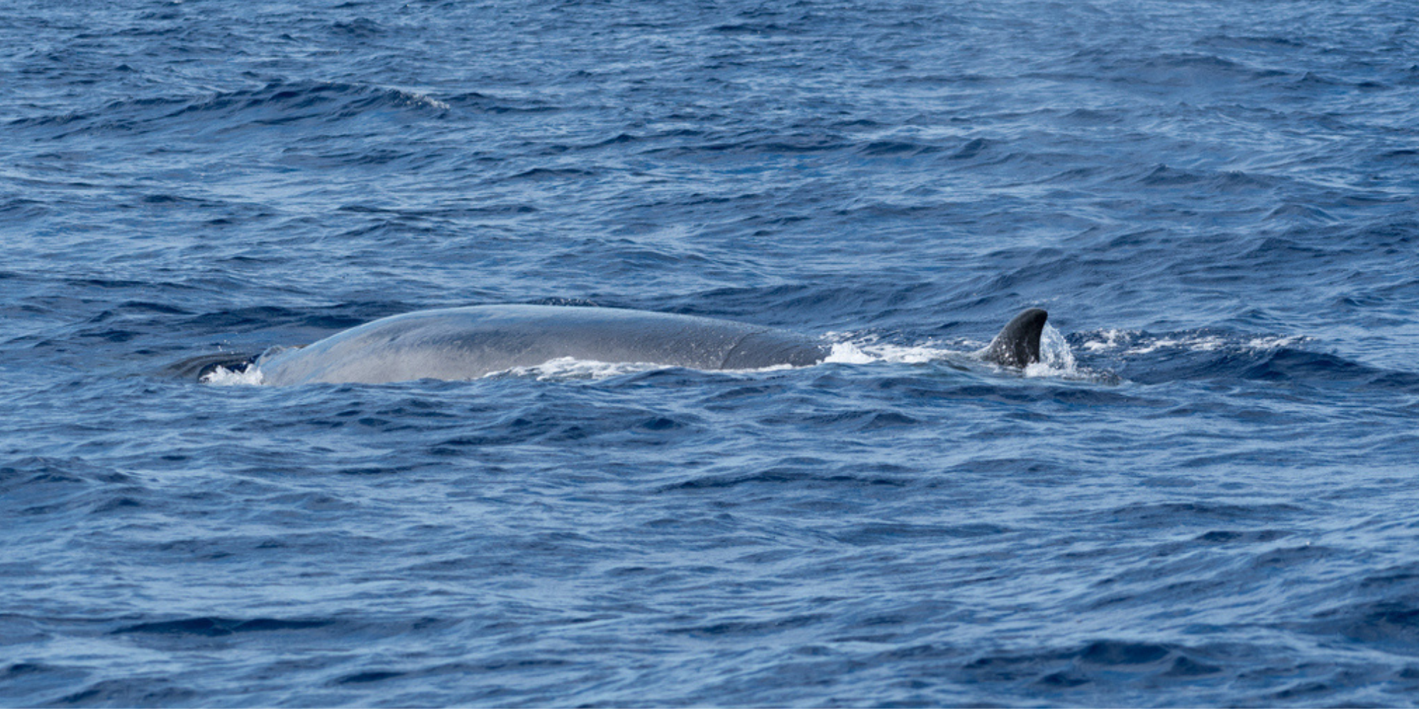 sei whale