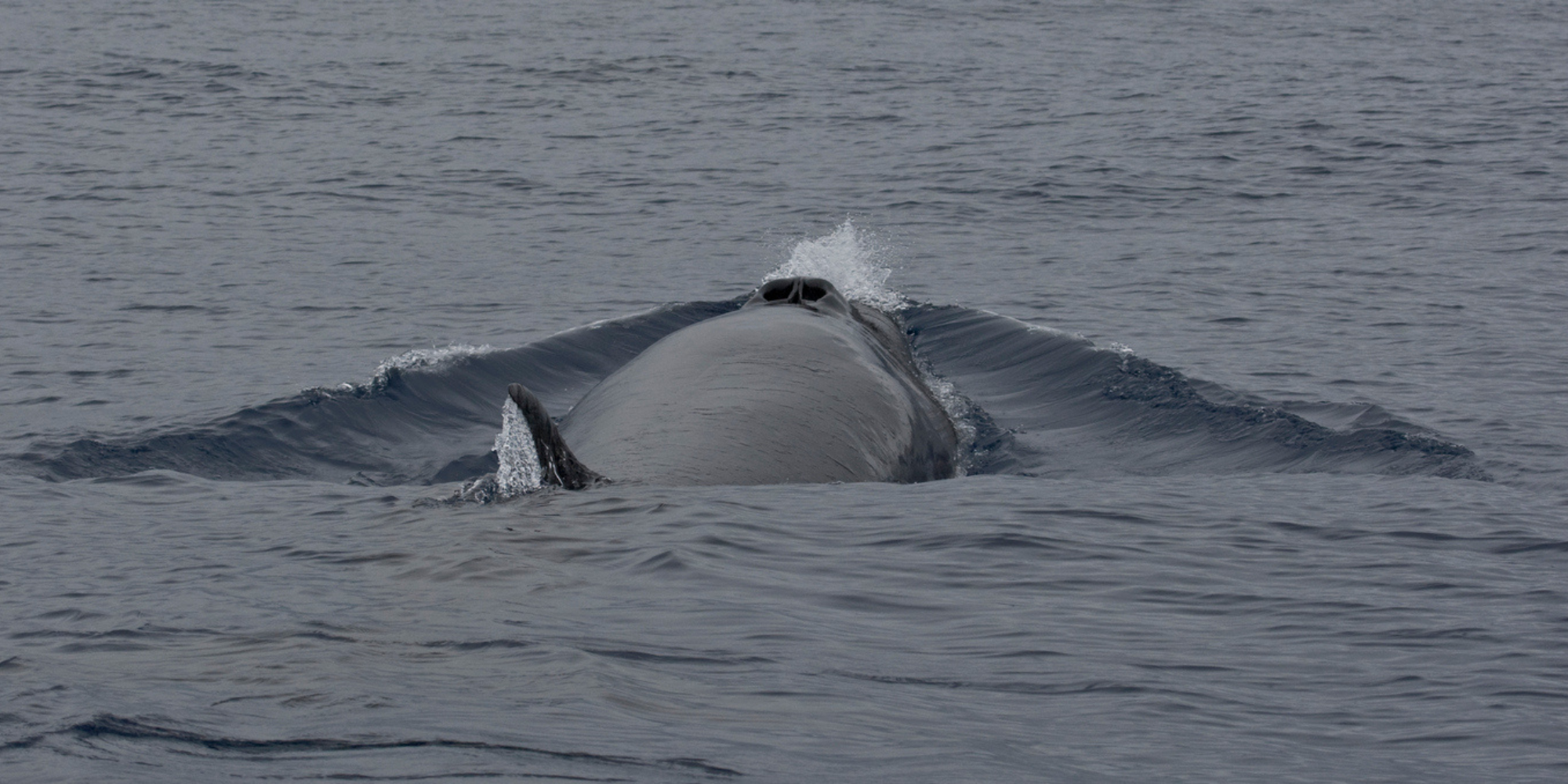 sei whale