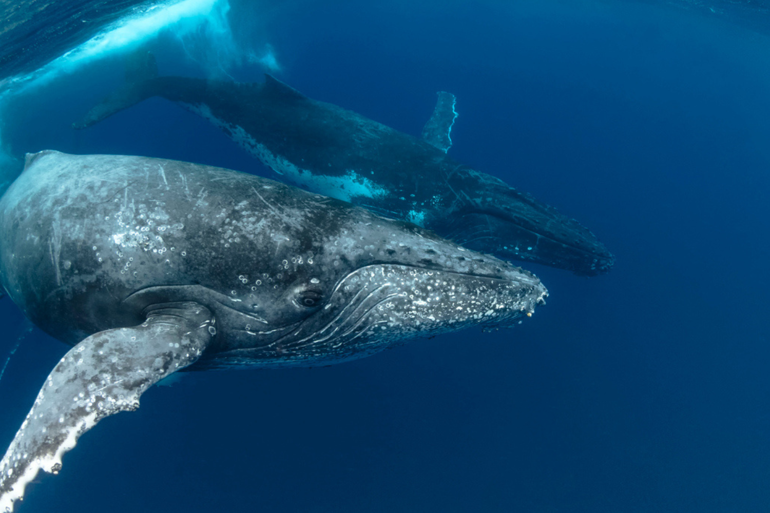 whale migration