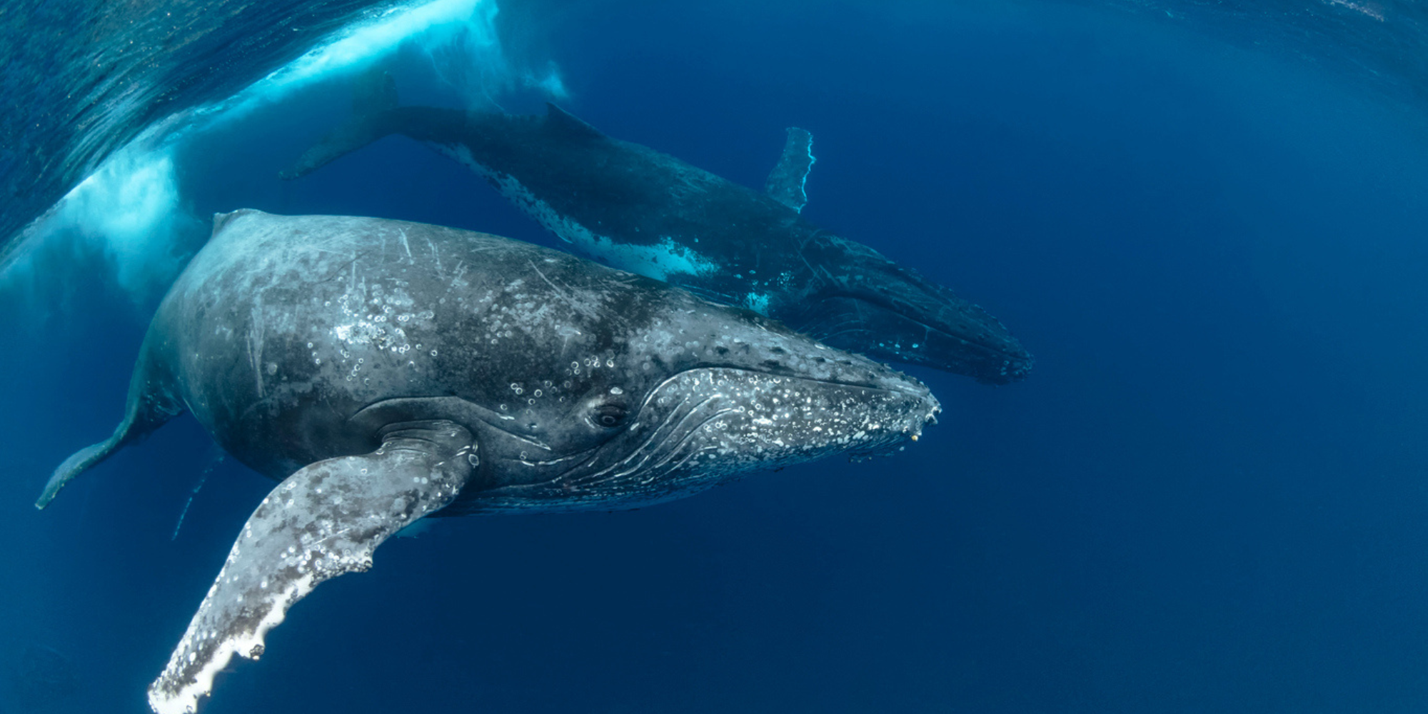 whale migration 