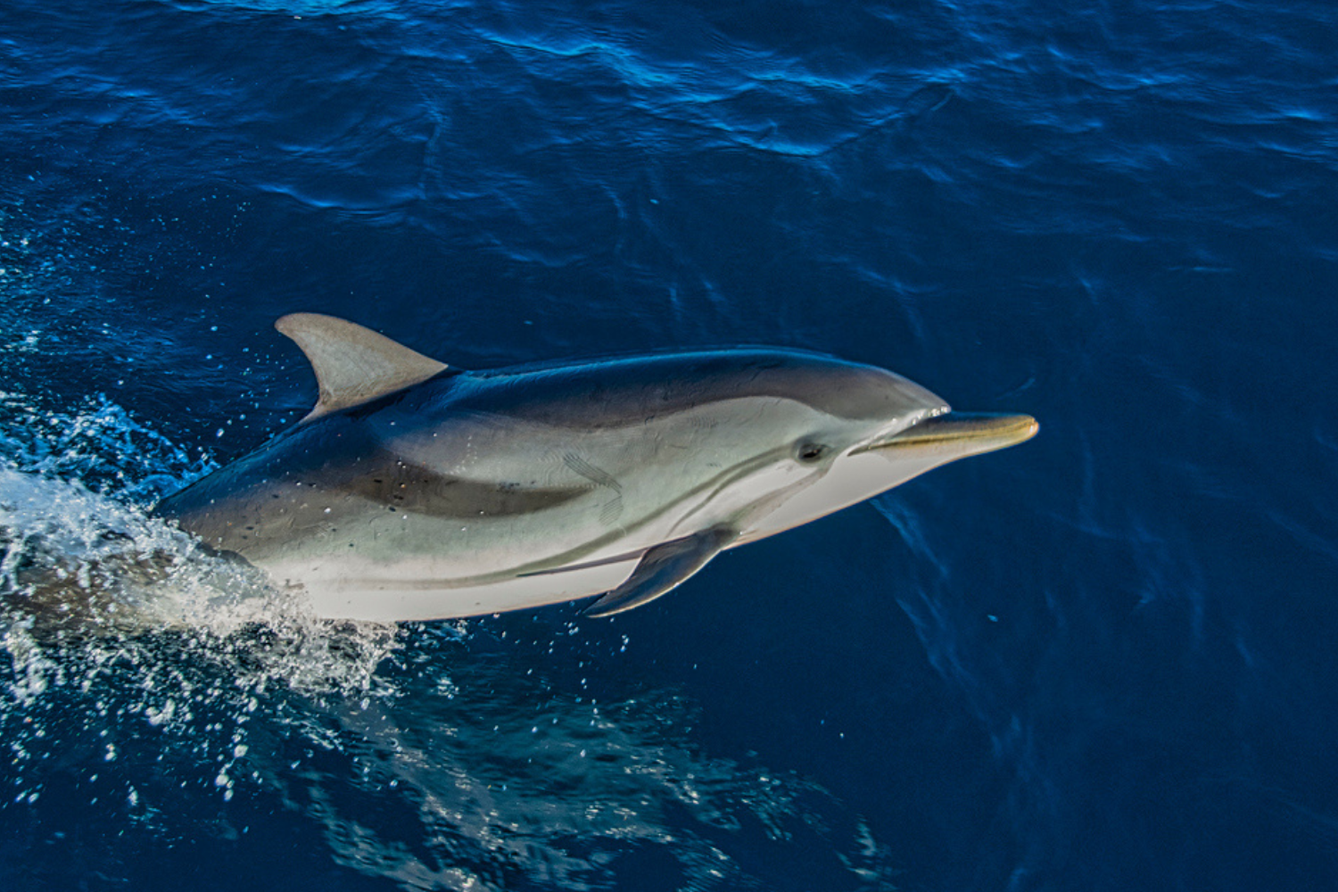 striped dolphins