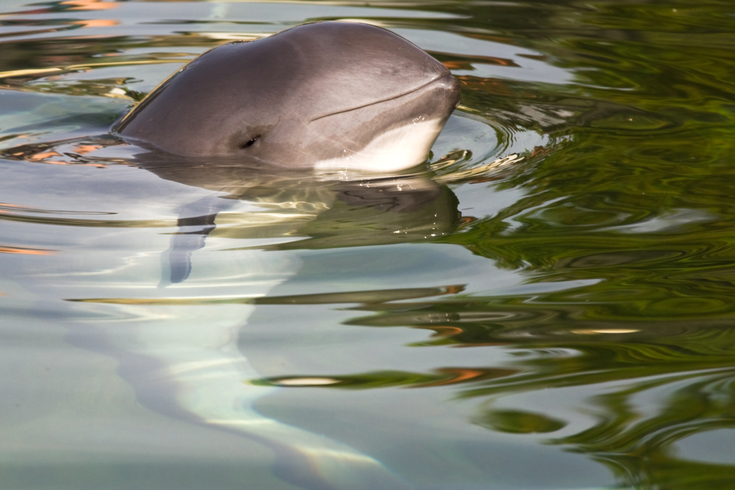 harbour porpoises