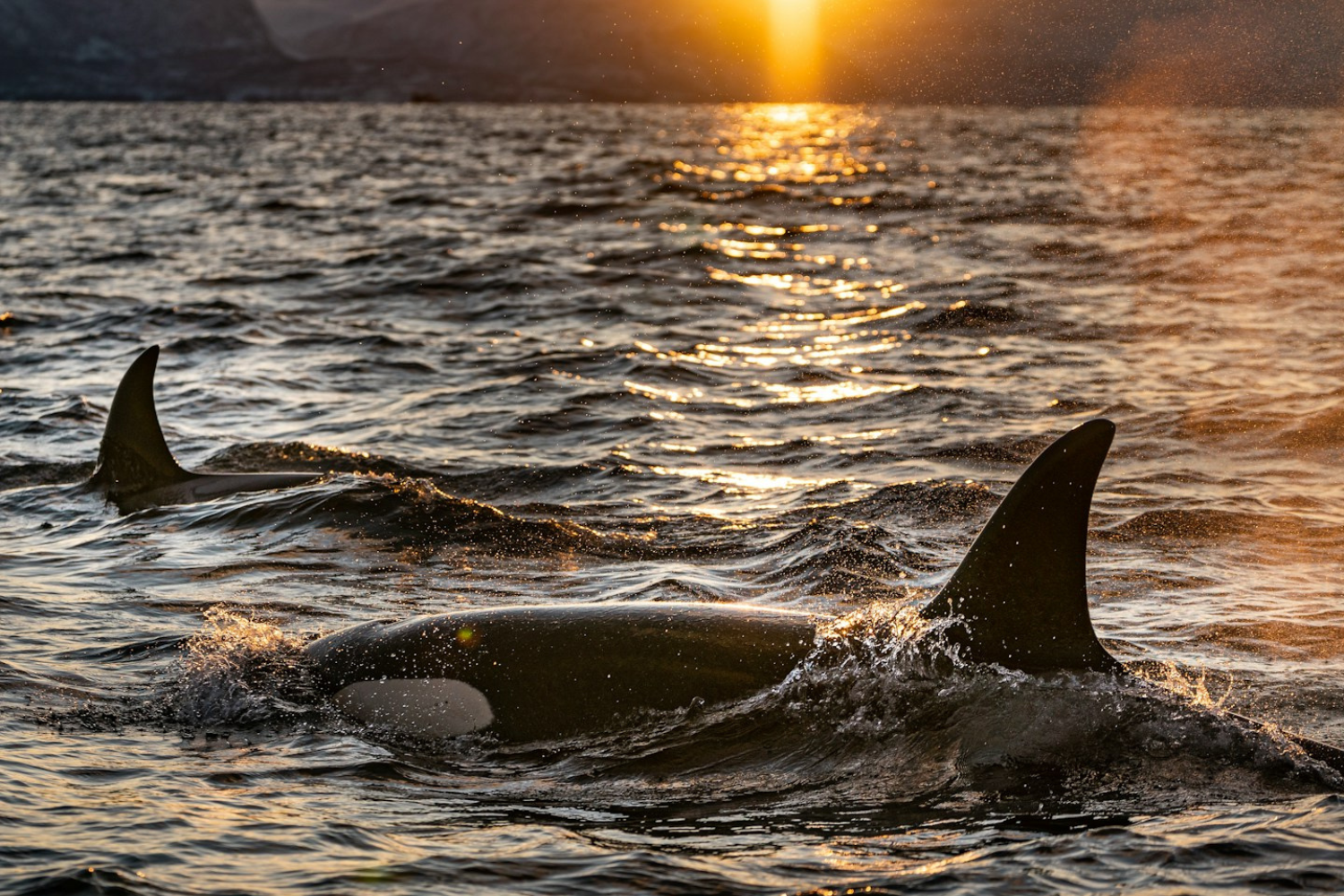 orca on the Pacific coast